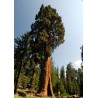 Sequoïa Redwood - 10 graines
