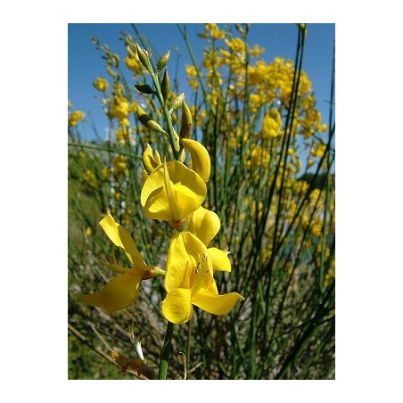 Spartium Junceum - 10 graines