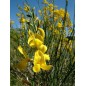 Spartium Junceum - 10 graines Spartium Junceum - 10 graines