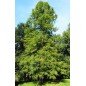 Taxodium Distichum - 10 graines Taxodium Distichum - 10 graines