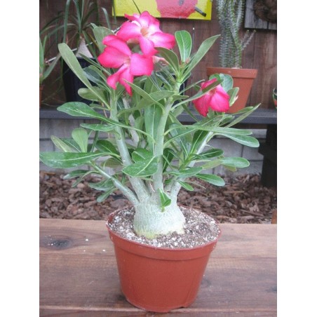 Adenium Obesum - Set de 2 - Rose du desert - Plantes exotique