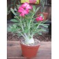 Adenium Obesum - 10 graines Adenium Obesum - 10 graines