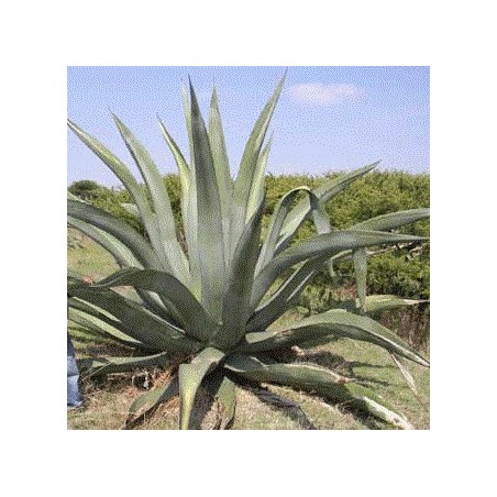 Agave Atrovirens var. Mirabilis - 10 graines