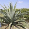 Agave Atrovirens var. Mirabilis - 10 graines