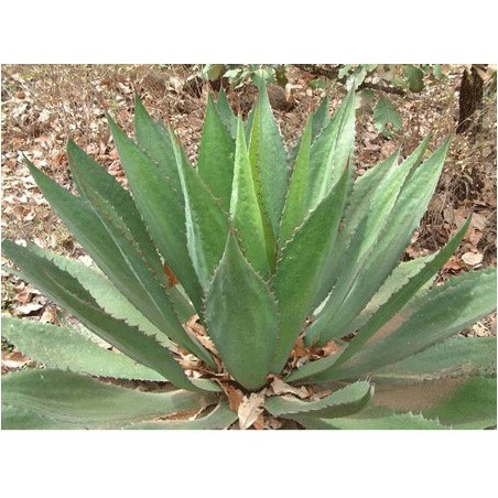 Agave Cupreata - 10 graines