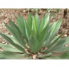 Agave Cupreata - 10 graines