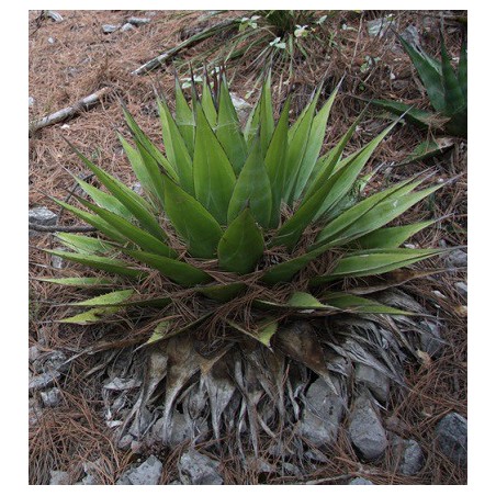 Agave Gracilipes - 10 graines