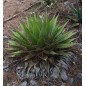 Agave Gracilipes - 10 graines Agave Gracilipes - 10 graines