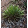 Agave Gracilipes - 10 graines