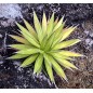 Agave Impressa - 10 graines Agave Impressa - 10 graines
