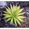 Agave Impressa - 10 graines