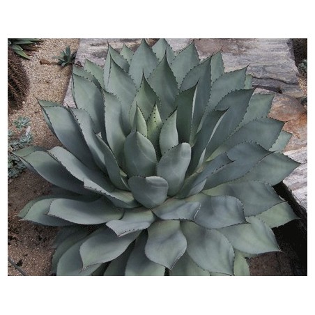 Agave Parryi - 10 graines