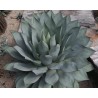 Agave Parryi - 10 graines