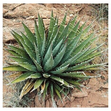 Agave Utahensis ssp Kaibabensis 