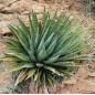 Agave Utahensis ssp Kaibabensis - 10 graines Agave Utahensis ssp Kaibabensis - 10 graines