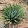 Agave Utahensis ssp Kaibabensis 