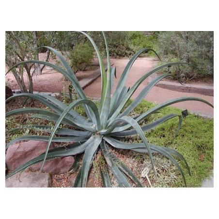 Agave Vilmoriniana - 10 graines