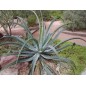 Agave Vilmoriniana - 10 graines Agave Vilmoriniana - 10 graines