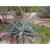 Agave Vilmoriniana - 10 graines