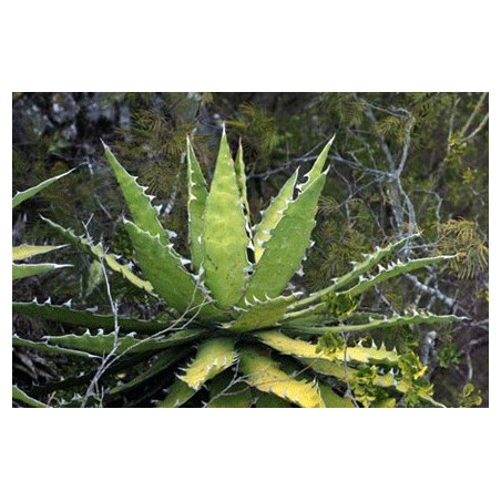 Agave Xylonacantha - 10 graines 