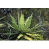 Agave Xylonacantha - 10 graines 