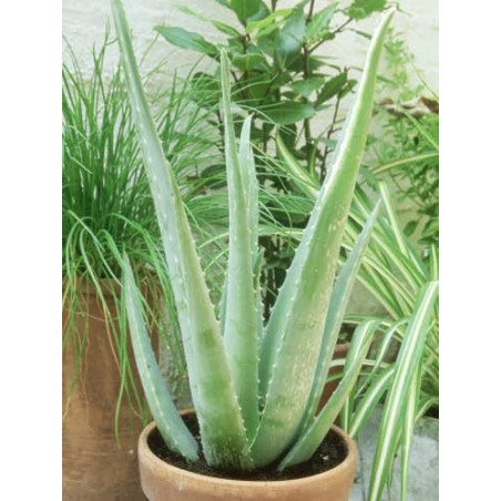 Aloe Vera - 10 graines