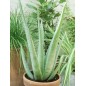Aloe Vera - 10 graines Aloe Vera - 10 graines