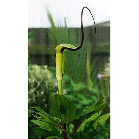 Arisaema Tortuosum - 10 graines