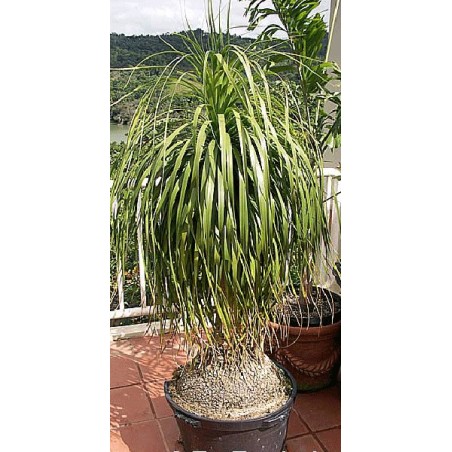 Beaucarnea Stricta - 10 graines