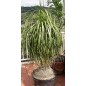 Beaucarnea Stricta - 10 graines Beaucarnea Stricta - 10 graines