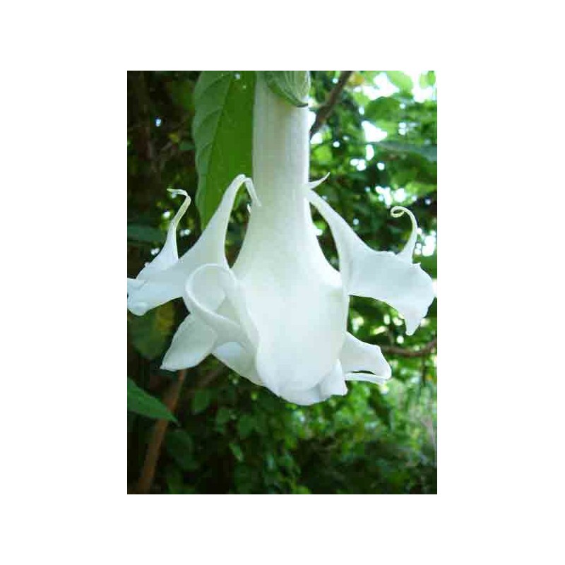 Trompette des anges - Brugmansia arborea