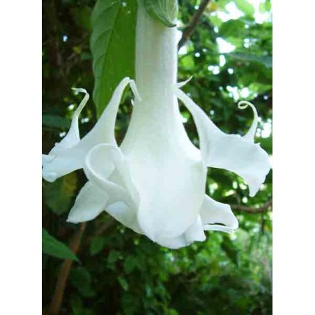 Brugmansia Arborea - 10 graines 