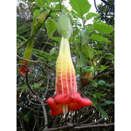 Brugmansia Sanguinea - 10 graines