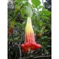 Brugmansia Sanguinea - 10 graines Brugmansia Sanguinea - 10 graines