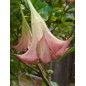 Brugmansia Suaveolens Pink - 10 graines