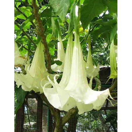 Brugmansia Suaveolens White - 10 graines