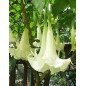 Brugmansia Suaveolens White - 10 graines Brugmansia Suaveolens White - 10 graines