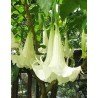 Brugmansia Suaveolens White - 10 graines