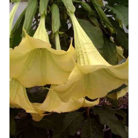 Brugmansia Yellow - 10 graines