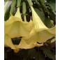 Brugmansia Yellow - 10 graines Brugmansia Yellow - 10 graines