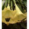 Brugmansia Yellow - 10 graines