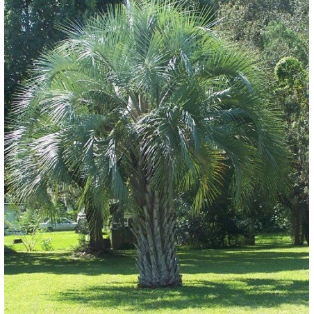 Butia Catarinensis - 10 graines