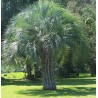 Butia Catarinensis - 10 graines