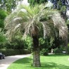 Butia Cupidata - 10 graines 