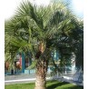 Butia Eriospatha - 10 graines 