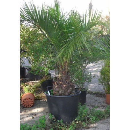 Butia Odorata - 10 graines