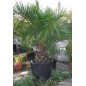 Butia Odorata - 10 graines Butia Odorata - 10 graines