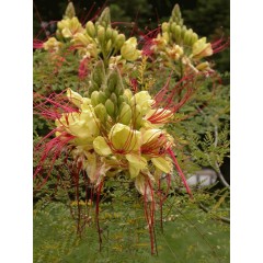 Fleur oiseau de paradis