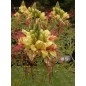 Caesalpinia Gilliesii - 10 graines Caesalpinia Gilliesii - 10 graines