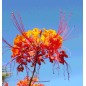 Caesalpinia Pulcherrima - 10 graines Caesalpinia Pulcherrima - 10 graines
